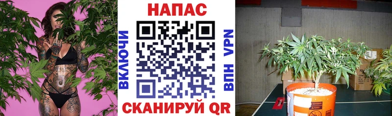 Бошки Шишки сатива  Добрянка 